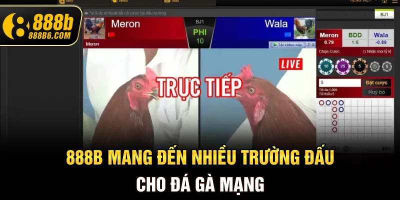 888b-mang-den-nhieu-truong-dau-cho-da-ga-mang