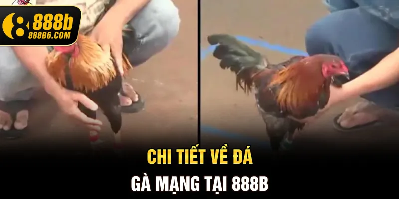chi-tiet-ve-da-ga-mang-tai-888b