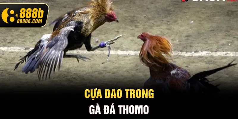 cua-dao-trong-ga-da-thomo