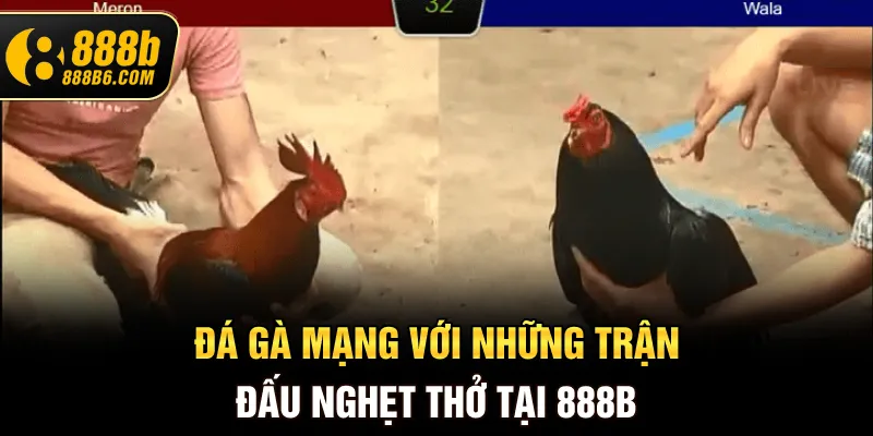 da-ga-mang-voi-nhung-tran-dau-nghet-tho-tai-888b