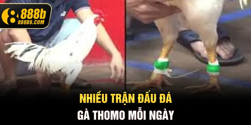 nhieu-tran-dau-da-ga-thomo-moi-ngay