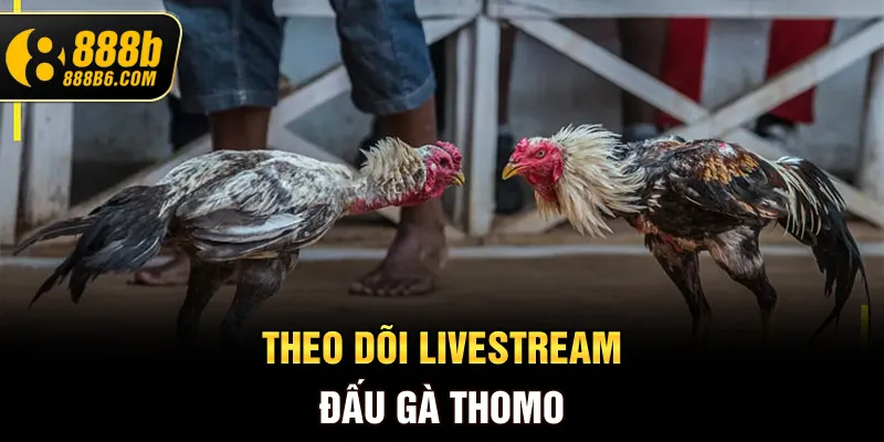 theo-doi-livestream-dau-ga-thomo